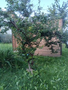 Коллективный сад номер 7, участок 58 в Полевском - polevskoj.yutvil.ru - фото 28 Коллективный сад номер 7, участок 58 в Полевском - polevskoj.yutvil.ru - фото 28